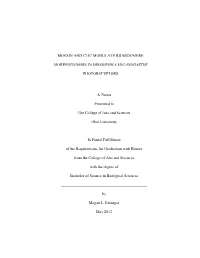 Moesin and Clic Modulate Rhabdomere