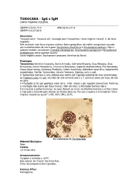 TOXOCARA - Igg E Igm LARVA MIGRANS VISCERAL