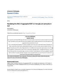 Elucidating the Effect of Aggregated SOD1 on Microglia and Astrocytes in ALS
