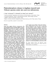 Phytosiderophore Release in Aegilops Tauschii and Triticum Species Under Zinc and Iron Deficiencies