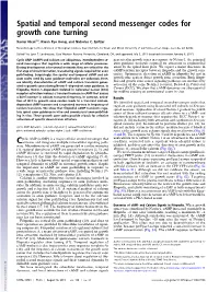 Spatial and Temporal Second Messenger Codes for Growth Cone Turning