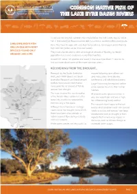 Common Native Fish of the Lake Eyre Rivers Fact Sheet