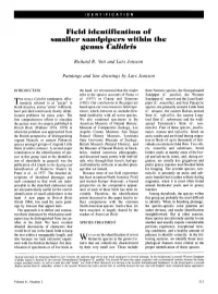 Field Identification of Smaller Sandpipers Within the Genus &lt;I