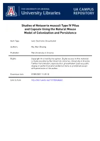 STUDIES of NEISSERIA MUSCULI TYPE IV PILUS and CAPSULE USING the NATURAL MOUSE MODEL of COLONIZATION and PERSISTENCE by Man Cheo