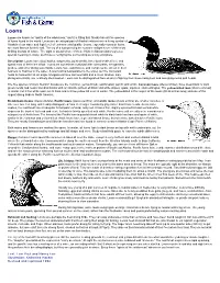 Loons: Wildlife Notebook Series
