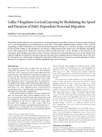 Cullin 5 Regulates Cortical Layering by Modulating the Speed and Duration of Dab1-Dependent Neuronal Migration