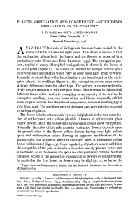 Plastid Variegation and Concurrent Anthocyanin Variegation in Salpiglossis1