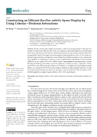 Constructing an Efficient Bacillus Subtilis Spore Display by Using