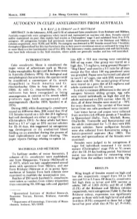 Autogeny in C(Ilex Annulirostr/S from Australia