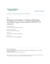 (MCPH1) in Cetaceans Michael R
