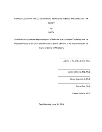 Paracellular Epithelial Transport Maximizes Energy Efficiency in The