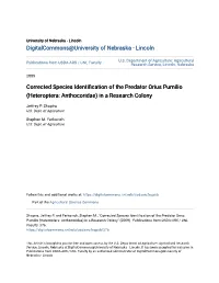 Corrected Species Identification of the Predator Orius Pumilio (Heteroptera: Anthocoridae) in a Research Colony