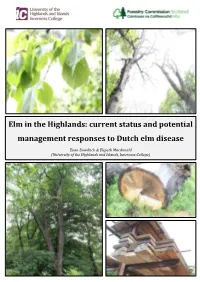 Elm in the Highlands: Current Status and Potential