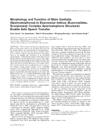 (Spermatophores) in Euscorpius Italicus (Euscorpiidae, Scorpiones): Complex Spermatophore Structures Enable Safe Sperm Transfer
