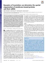 Dynamics of Translation Can Determine the Spatial Organization Of