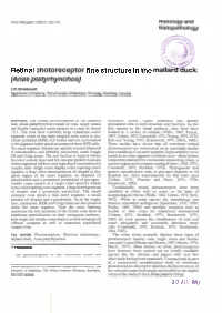 Retina Photoreceptor Fine Structure (Anas Platyrhynchos)