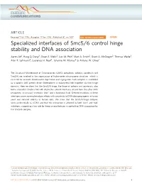 Specialized Interfaces of Smc5/6 Control Hinge Stability and DNA Association