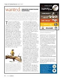 Greater Honeyguide