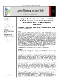 Study on the Consumption Index and Growth Rate of Acrotylus