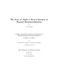 The Role of Alpha V Beta 6 Integrin in Enamel Biomineralization