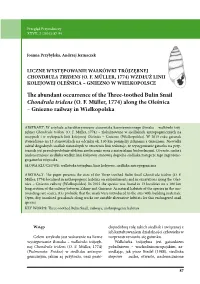 The Abundant Occurrence of the Three-Toothed Bulin Snail Chondrula Tridens (O
