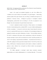 ABSTRACT SONG, XIAO. Investigating the Role and Structure of Free Radicals in Lignin Biosynthesis