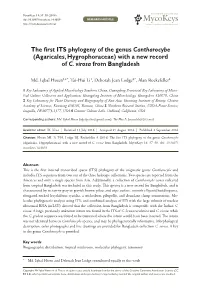 The First ITS Phylogeny of the Genus Cantharocybe (Agaricales, Hygrophoraceae) with a New Record of C