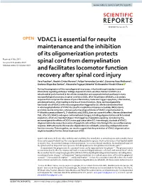 VDAC1 Is Essential for Neurite Maintenance and the Inhibition Of