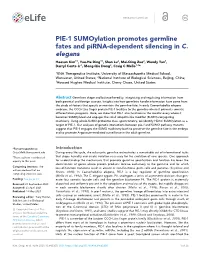 PIE-1 Sumoylation Promotes Germline Fates and Pirna-Dependent Silencing in C