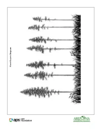 Forest Layers Diagram Forest Layers