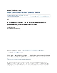 Acanthobothrium Urolophi Sp. N., a Tetraphyllidean Cestode (Oncobothriidae) from an Australian Stingaree