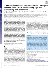 A Functional Enrichment Test for Molecular Convergent Evolution Finds a Clear Protein-Coding Signal in Echolocating Bats and Whales