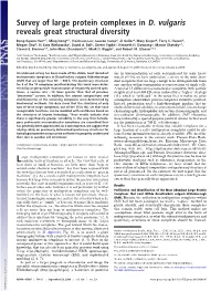Survey of Large Protein Complexes in D. Vulgaris Reveals Great Structural Diversity