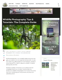 Wildlife Photography Tips & Tutorials: the Complete Guide | Nature