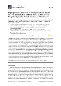 Phylogenomic Analyses of Bradyrhizobium Reveal Uneven Distribution of the Lateral and Subpolar Flagellar Systems, Which Extends to Rhizobiales