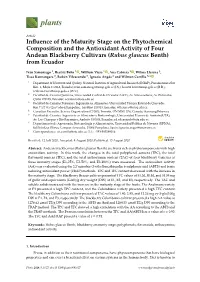 Influence of the Maturity Stage on the Phytochemical Composition