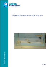 Background Document for Allis Shad Alosa Alosa Year