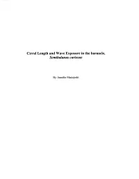 Cirral Length and Wave Exposure in the Barnacle, Semibalanus Cariosus