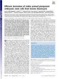 Efficient Derivation of Stable Primed Pluripotent Embryonic Stem Cells from Bovine Blastocysts