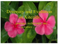 Diversity and Evolution of Asterids