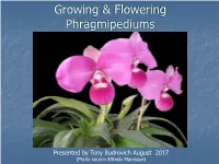 Phragmipediums