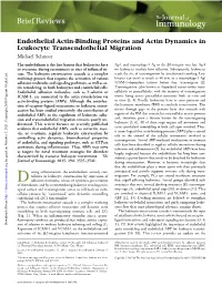 Migration Dynamics in Leukocyte Transendothelial Endothelial Actin-Binding Proteins and Actin