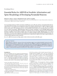 Essential Roles for ARID1B in Dendritic Arborization and Spine Morphology of Developing Pyramidal Neurons