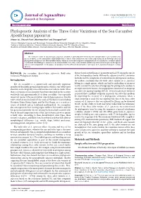Phylogenetic Analysis of the Three Color Variations of the Sea Cucumber Apostichopus Japonicus