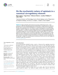 On the Mechanistic Nature of Epistasis in a Canonical Cis-Regulatory Element