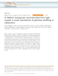 A Helitron Transposon Reconstructed from Bats Reveals a Novel Mechanism of Genome Shufﬂing in Eukaryotes