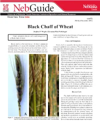 Black Chaff of Wheat Stephen N
