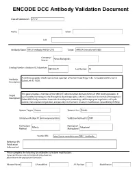ENCODE DCC Antibody Validation Document