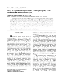 Study of Reproductive Cycle of Two Archaeogastropods, Turbo Coronatus and Monodonta Canalifera