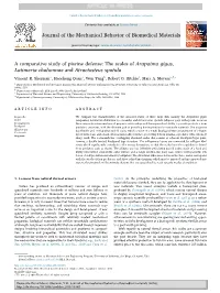 A Comparative Study of Piscine Defense the Scales of Arapaima